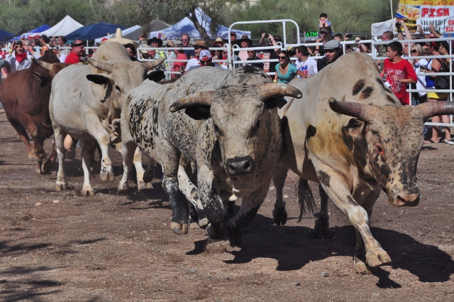 bull charger